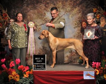 Homer's daughter Gracie with owner/handler Jeff Burtch, winning Best In Sweeps at the 2013 RRCUS National Specialty.
