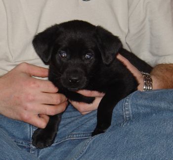 Beautiful Little Girl! 6 weeks old!
