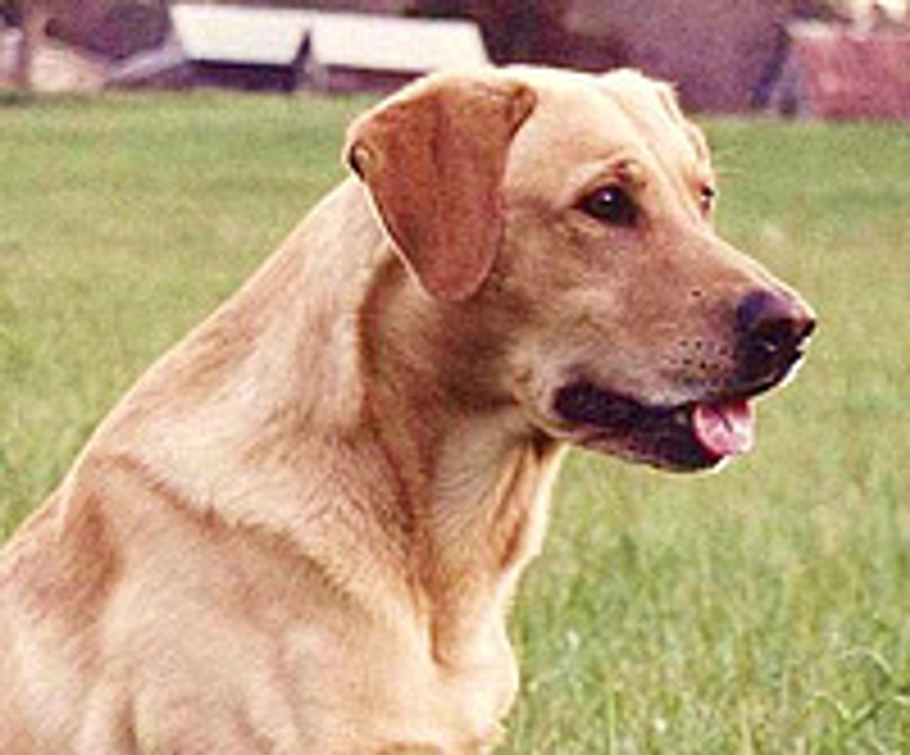 Skymark Kennels Cleveland Nc at Nestor Pitts blog