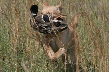 Happy Dog! Happy Dog!
