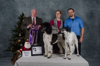 Winning both Best in Show and Reserve Best in Show under the same judge as a team
