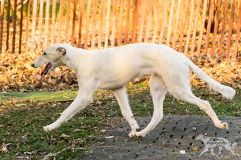 4 month old chai- photo by Christina Beckerman
