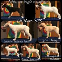 Puppies 2018 from Marc
