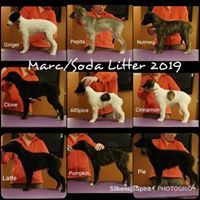 Puppies from 2019 from Marc
