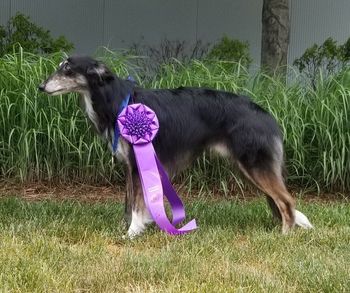 Winners Dog 2018 National Specialty
