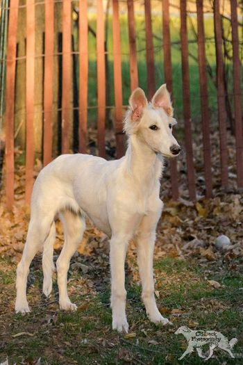 4 month old chai- photo by Christina Beckerman
