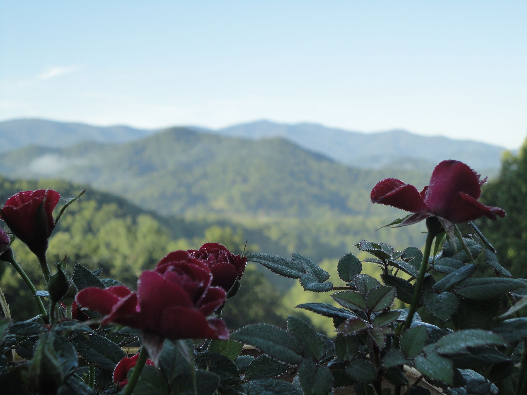 Elisa Rose Mountain: Sacred Mandala — Mountain Song Collective