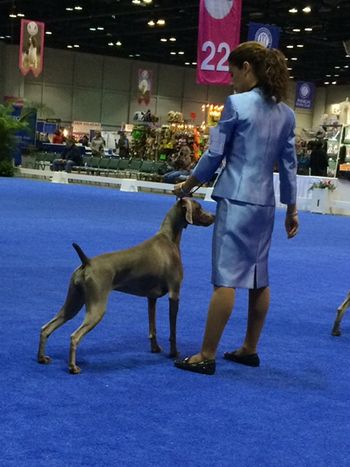 Judges Select at Eukanuba
