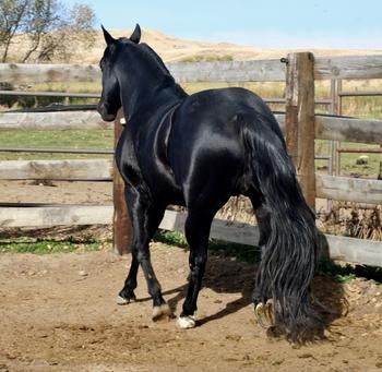 This stallion belongs to my mother Ravenboutblacks.com
