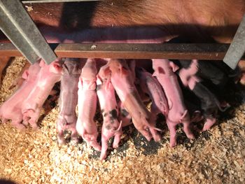 new born show pigglets
