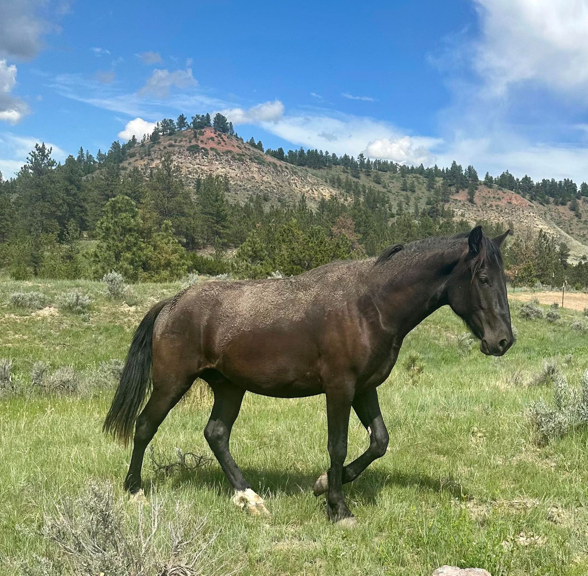 Thunderbrook Tennessee Walkers For Sale