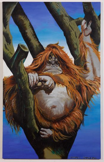 Orangutan
