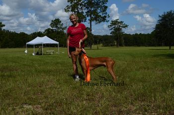 Best of Breed Pharoah Hound, Siris
