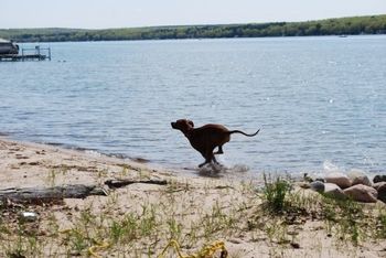 Finn on the shores of Higgins Lake in Michigan
