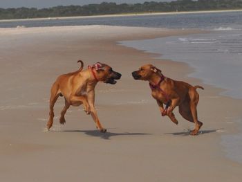 Cooper and Diva enjoyed the beach
