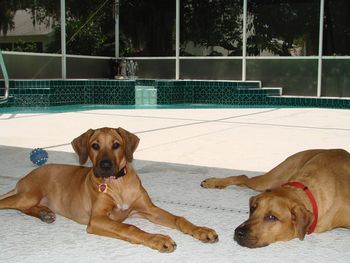 Sedona and Diesel poolside
