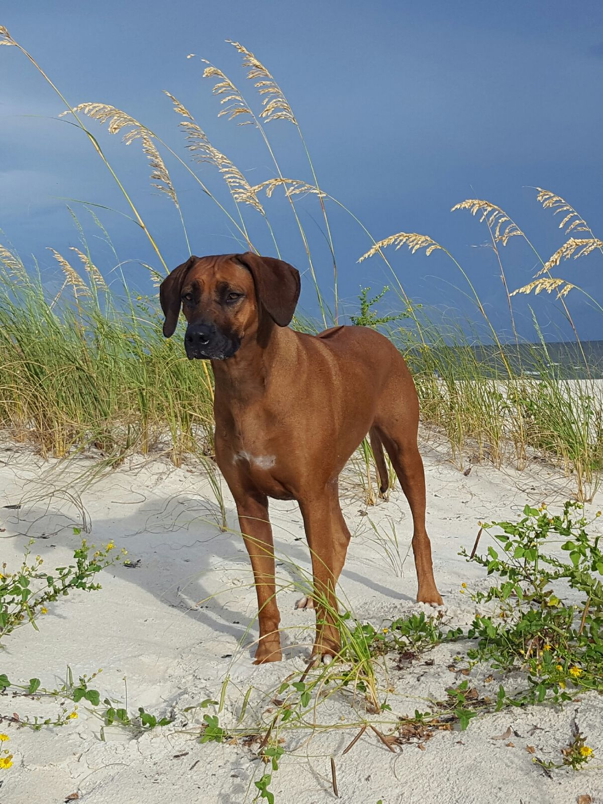 Rhodesian sales ridgeback club