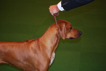 GCH CH Regal Tolerton's Luminara Unduli for Bindura "Bindi"
