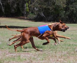 Coursing ridgeback 2024