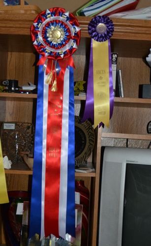The Best in Field and Best of Breed rosettes
