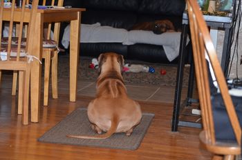 Beau and Finn spent time ignoring the new puppy
