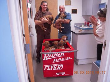 These Puppies spent time going to the vet to go to their new homes
