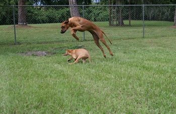 Rhea practicing her high hurdles over Shona
