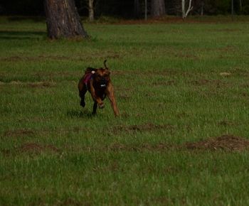 Riffe in the Open class.
