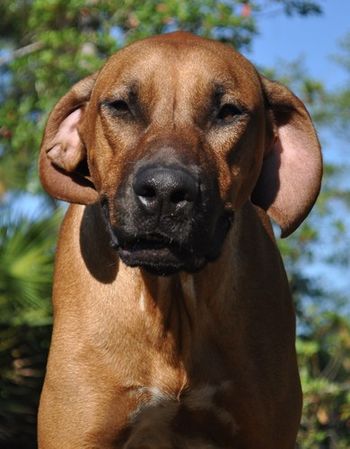 Jethro's love ears
