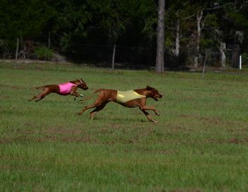 Zuri and Bindi
