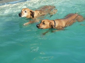 Zuri and Rico swim in a pool
