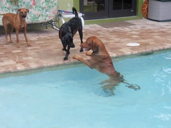 Jambo and Mlezi poolside with a friend
