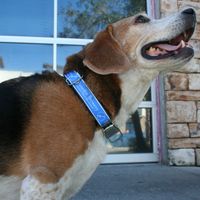 CycleDog Dog Collar