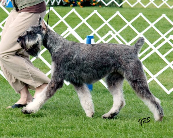 Riesenschnauzer salt best sale and pepper