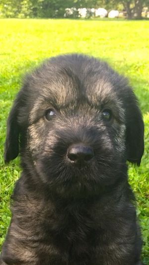 Foxwood giant sale schnauzers