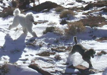 Myles and Ari enjoying a winter hike
