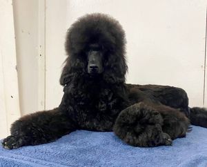 Desert Reef Poodles - Showing