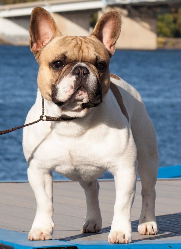 Princeton the french sales bulldog