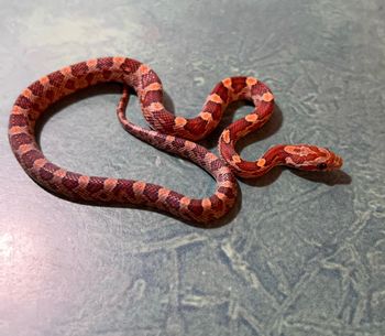 Corn Snake (female) $65
