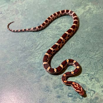 Okeetee Corn (male) $70
