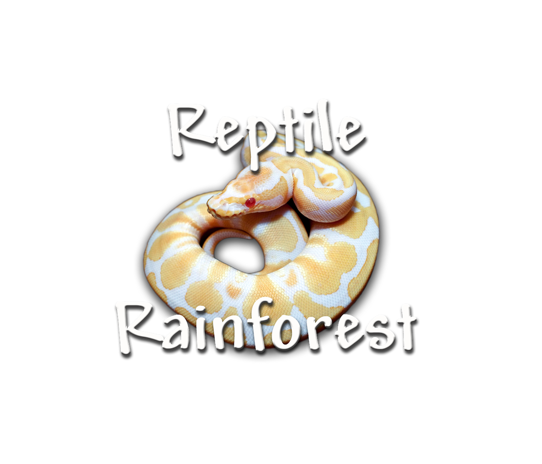 Reptile Rainforest