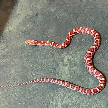 Crimson Corn (female) $90 SOLD
