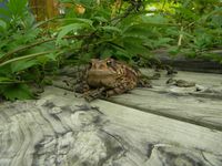 Reptile Rainforest at KOA Campground