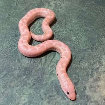Paradox Snow Sand Boa (male, eating F/T pinky mice, tiny flex of black) - $200 SOLD
