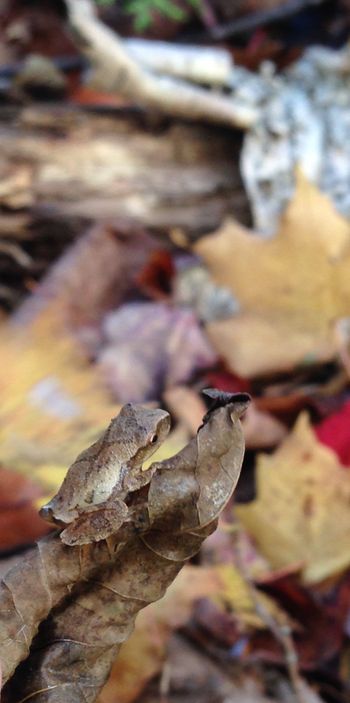 A wee Spring Peeper
