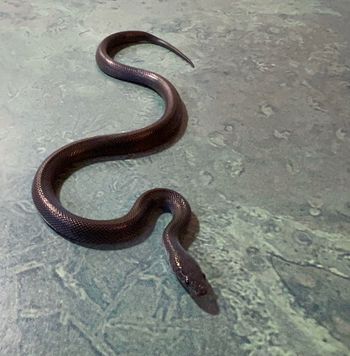 Black African House Snake (last one! Male - well-started on large f/t pinkies) $100 SOLD
