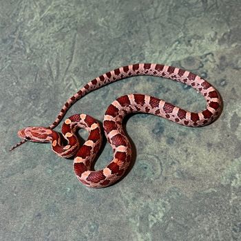 Corn Snake (male, Miami/Crimson line, various hets) $70 SOLD
