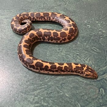 Kenyan Sand Boa (female, eating F/T pinky mice) $100 SOLD
