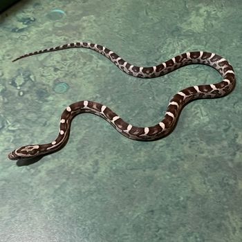 Anerythristic Corn Snake (male, het for Motley, Hypo) $75
