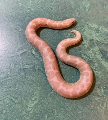 Paradox Snow Sand Boa (feeding well on F/T pinkies) $200 SOLD
